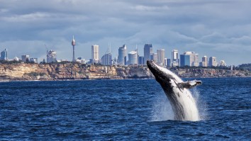 Breaching Humpback Whale Lands On Top Of A Windsurfer In A Truly Wild Moment Caught On Video