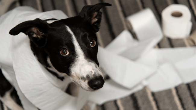 dog tearing up toilet paper roll