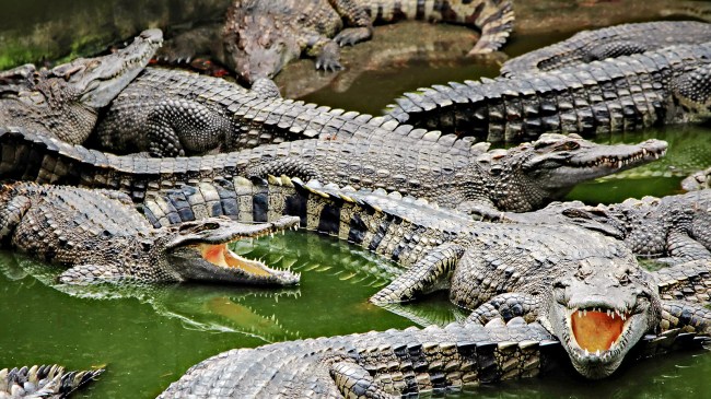 group of crocodiles