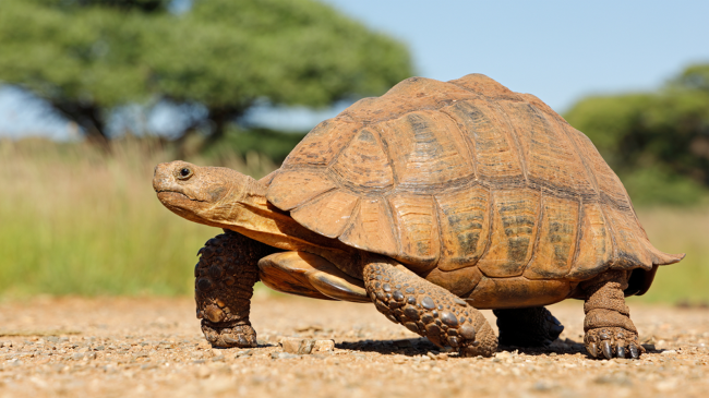 tortoise on the road