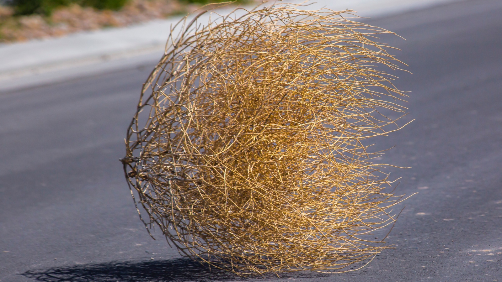 tumbleweeds in the road
