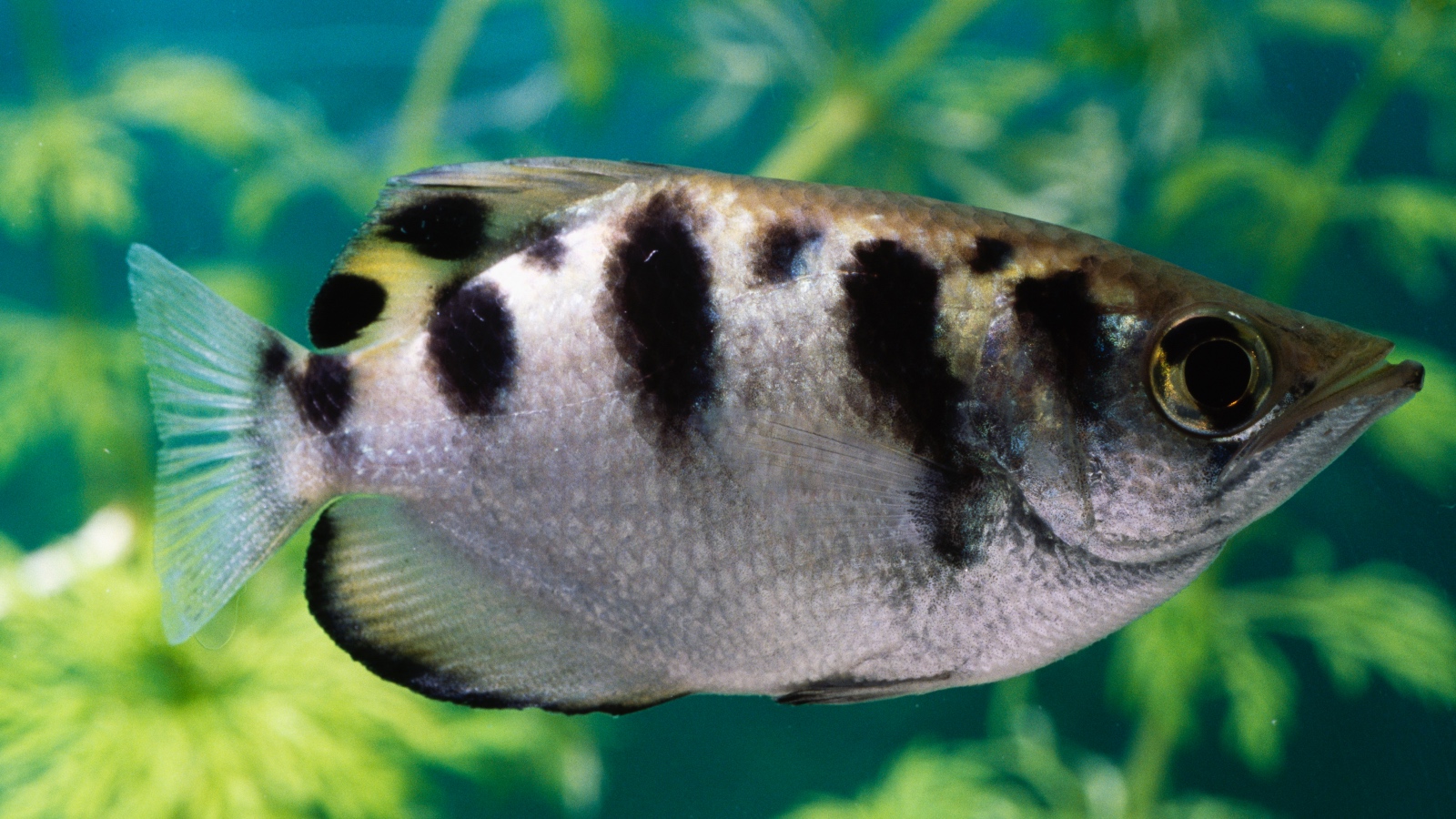 Archerfish in Indnesia