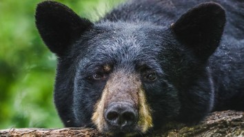 Black Bear Steals Taco Bell Delivery Off Front Porch In Florida (Video)
