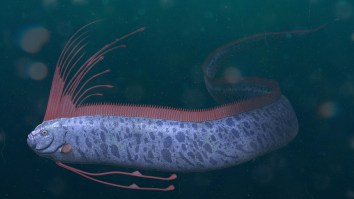 Debate Rages Over Whether Viral Video Shows A Sea Monster, An Oarfish, Or Something Unknown