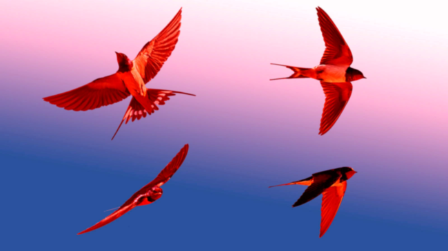 swallows flying in the sky