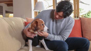 Shohei Ohtani Free Agency Sparks Insane Conspiracy Theories About His Dog