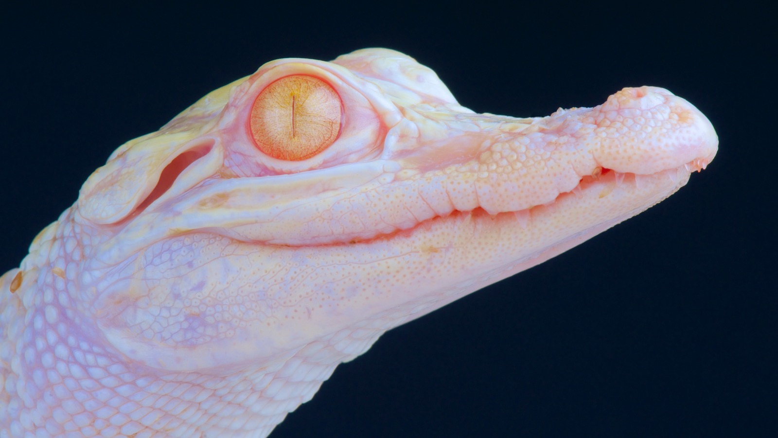 baby albino alligator