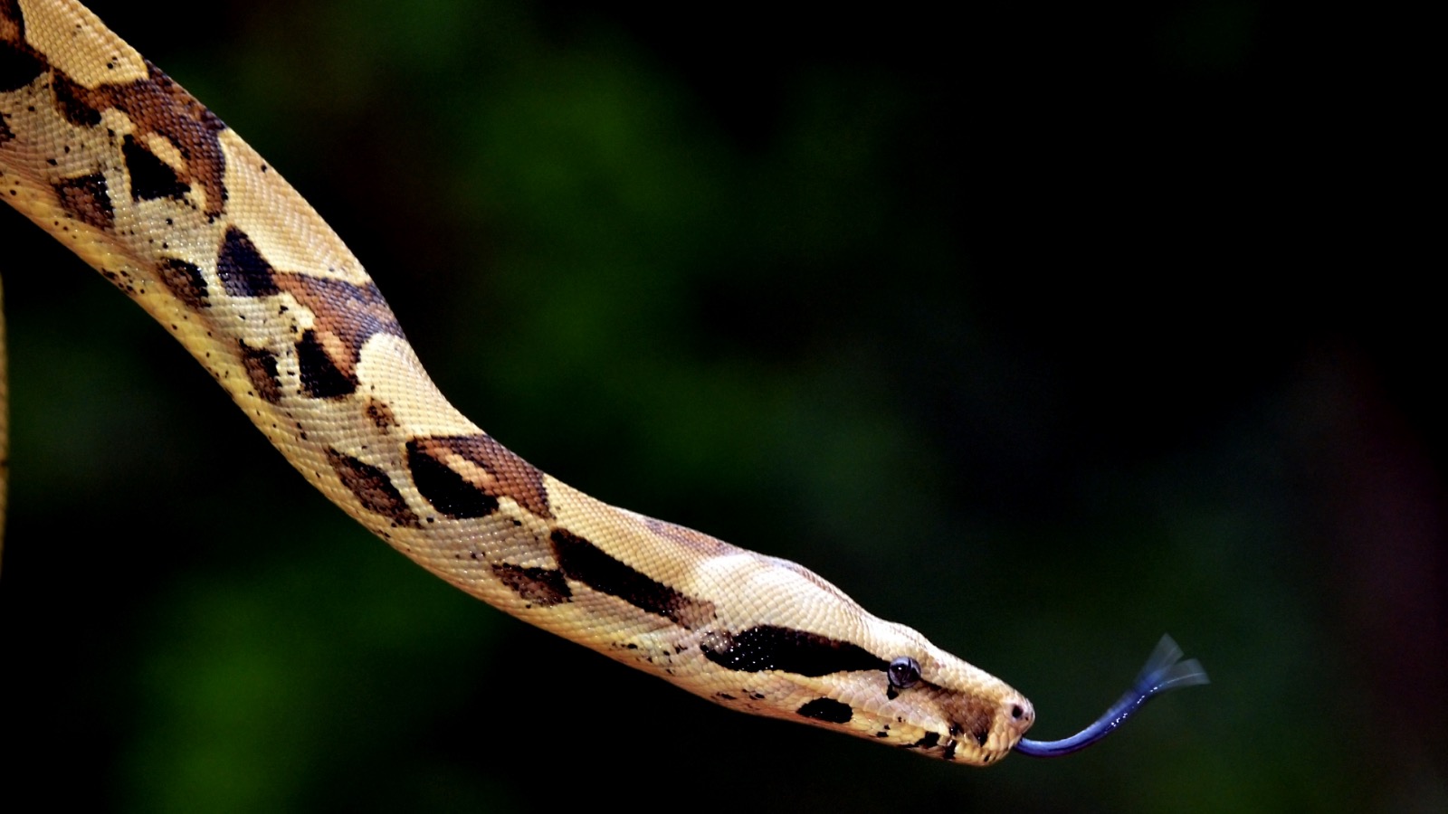 Australian Carpet Python