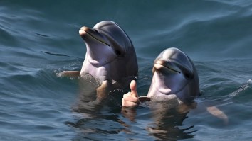First-Of-Its Kind Dolphin With ‘Thumbs’ That Look Like Bottle Openers Photographed Off Greece