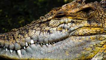 Malaysian Fishermen Film The ‘Biggest Crocodile Ever Seen’ And Believe It Could Set A Record