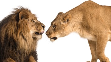 Indianapolis Zoo Calls ‘Fake News’ On Reports Of Escaped Lions Roaming Indy