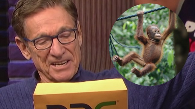 Maury Povich and a baby orangutan