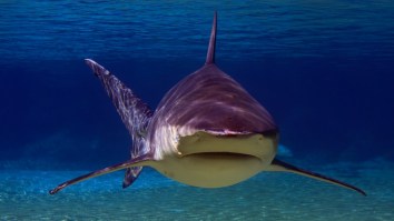 Angler Gets Revenge On ‘Tax Man’ Stealing His Fish By Catching A Massive Bull Shark In The Florida Keys