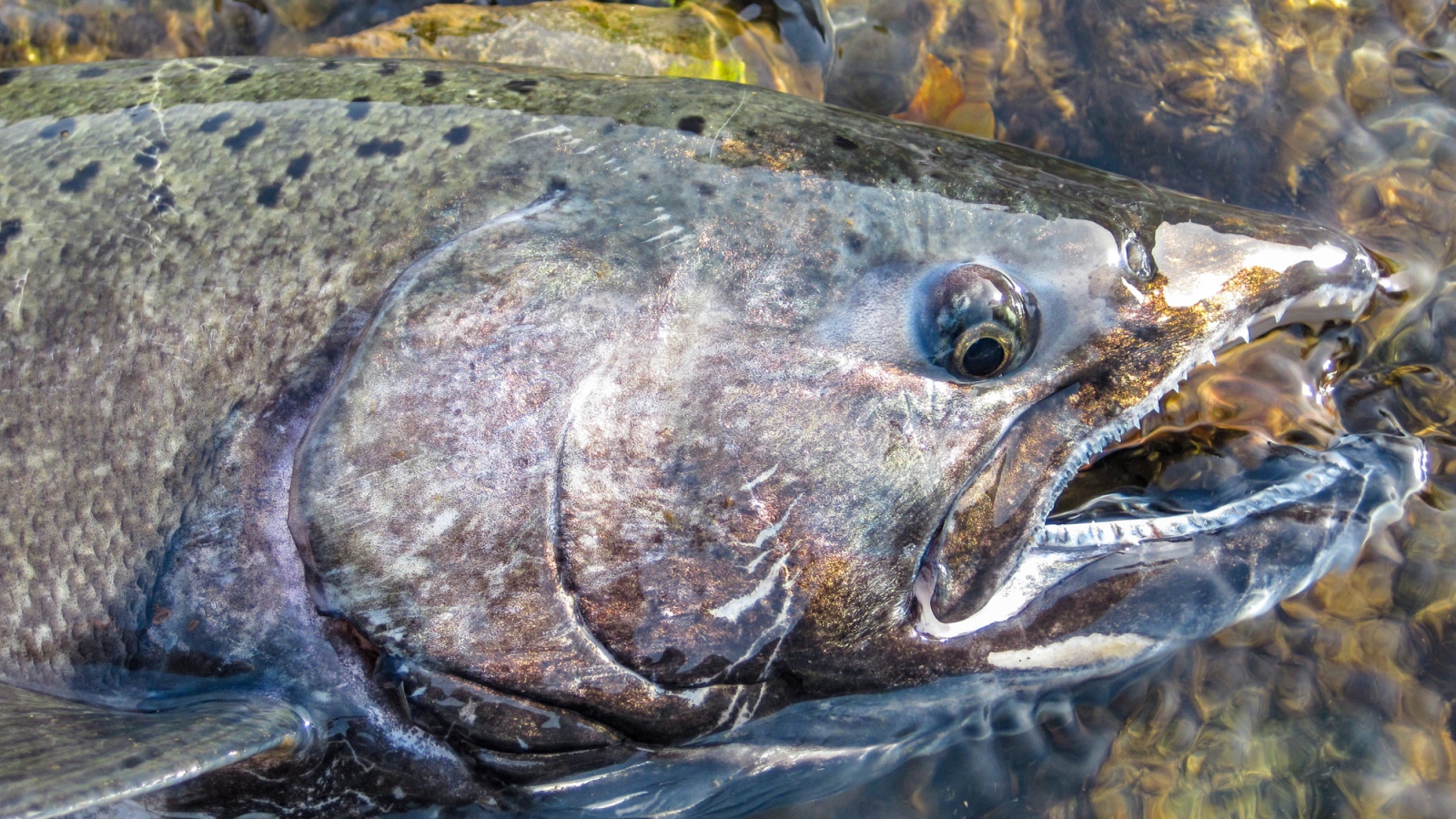 Chinook salmon in Argentina
