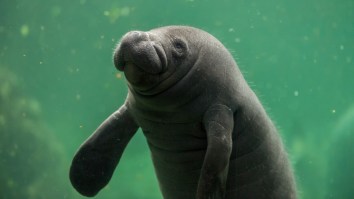 More Proof Emerges Suggesting Dolphins Are Made Of Pure Evil: They’re Attacking Baby Manatees