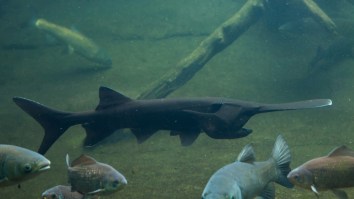 Fisherman Catches Extremely Rare All-Black Paddlefish That Looks Like An Alien Species