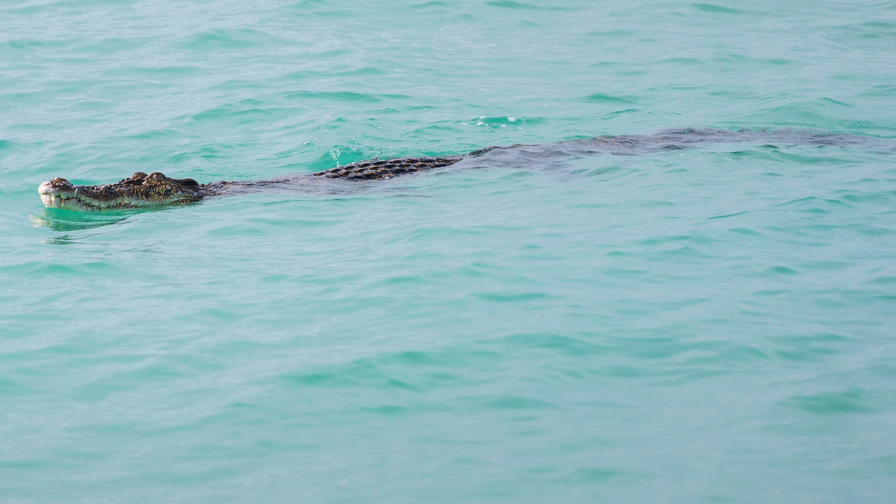 alligator swimming in the water at the beach