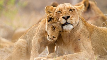 Lion Cub Tries To Take On 5 Hyenas And Immediately Regrets His Decision Until Mom Saves The Day