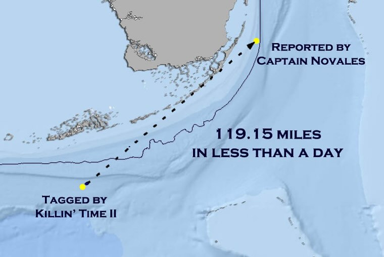 how far mahi-mahi travel in a day