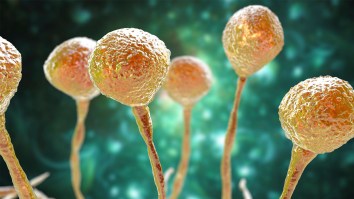 New Mystery Fungi Species Deemed Potentially Harmful To Humans Has Been Identified