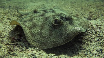 Stingray Got Pregnant Without Any Males In Tank As Hype Grows Over Hybrid Shark Babies But Expert Says No