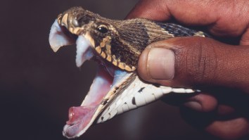 Beachgoer Stunned When A Rare Venomous Snake Emerges From A Sea Turtle’s Shell