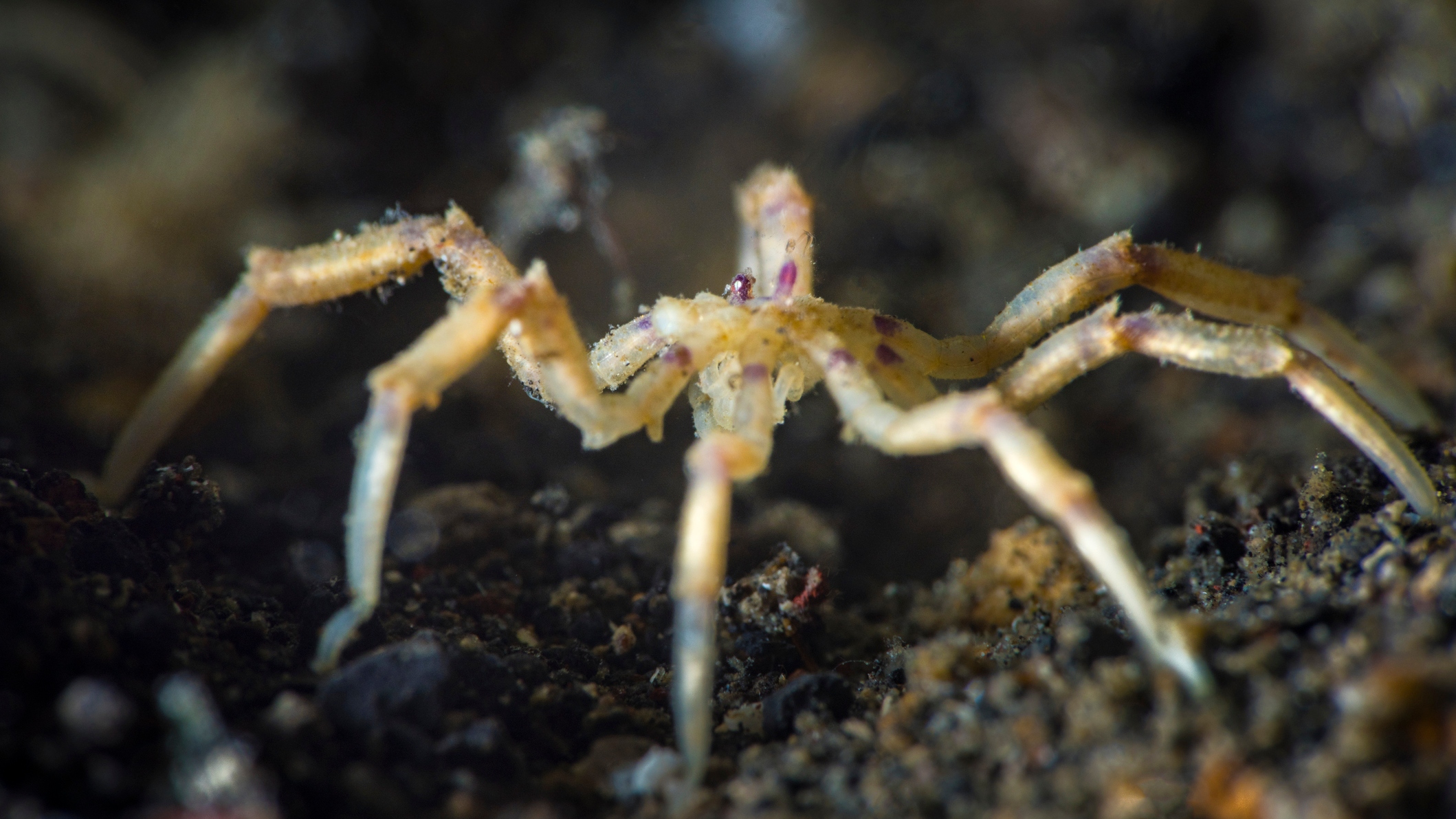 sea spider underwater