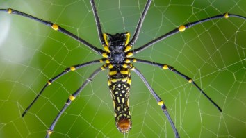 Video Of Huge Spiders Taking Over Bali Is Scaring People From Ever Visiting The Island