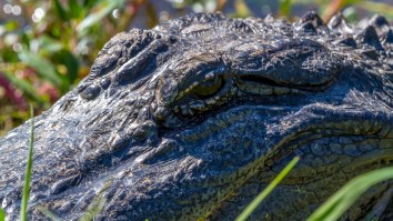 Big Ol’ Bull Alligator Spotted Devouring A Redfish On A Beach In South Texas Shocks Onlooker