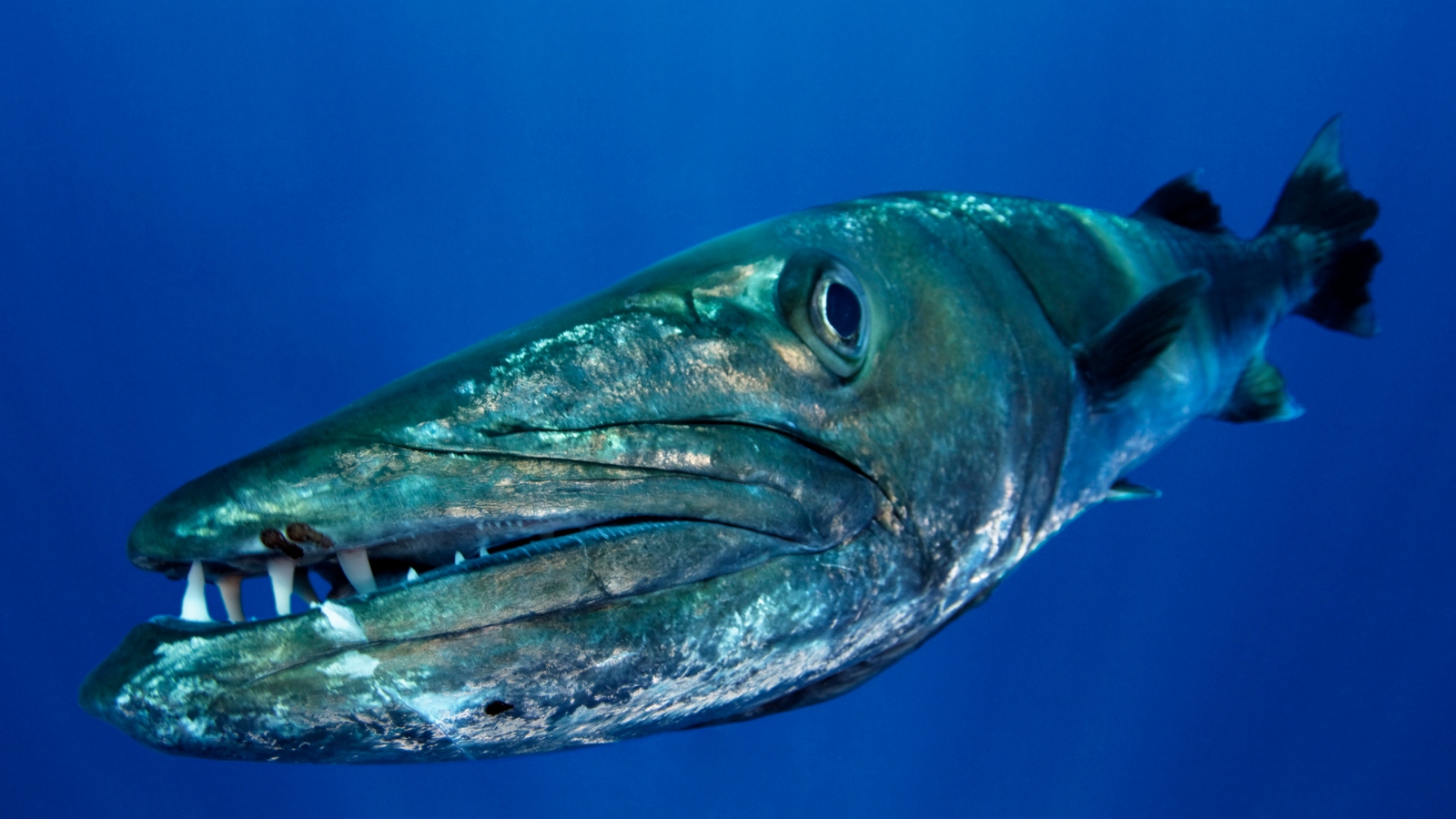 Barracuda fish underwater