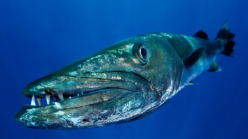 Guy Dives Off A Boat And Gets Ambushed By A Barracuda That Perpetuated The Species’ Bad Rep
