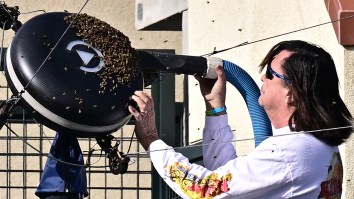 World’s Chillest Beekeeper Goes Viral After Saving The Day At Chaotic Tennis Match
