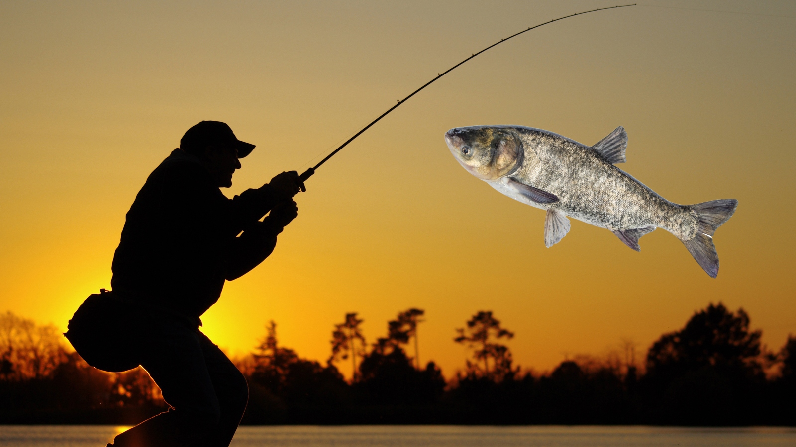 bighead carp fishing 