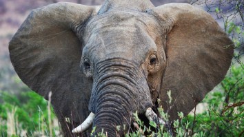Angry Bull Elephant Picks Up And Throws A Safari Vehicle Using His Powerful Tusks (Video)