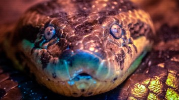 Guy Shows Off Massive Snake Caught While Looking For A 20ft Anaconda