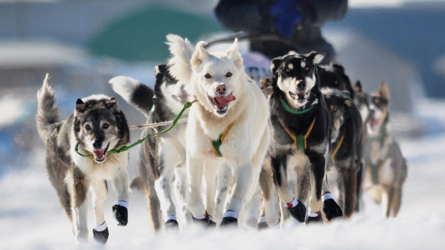 Iditarod sled dogs