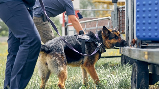 k9 unit sniffing for drugs