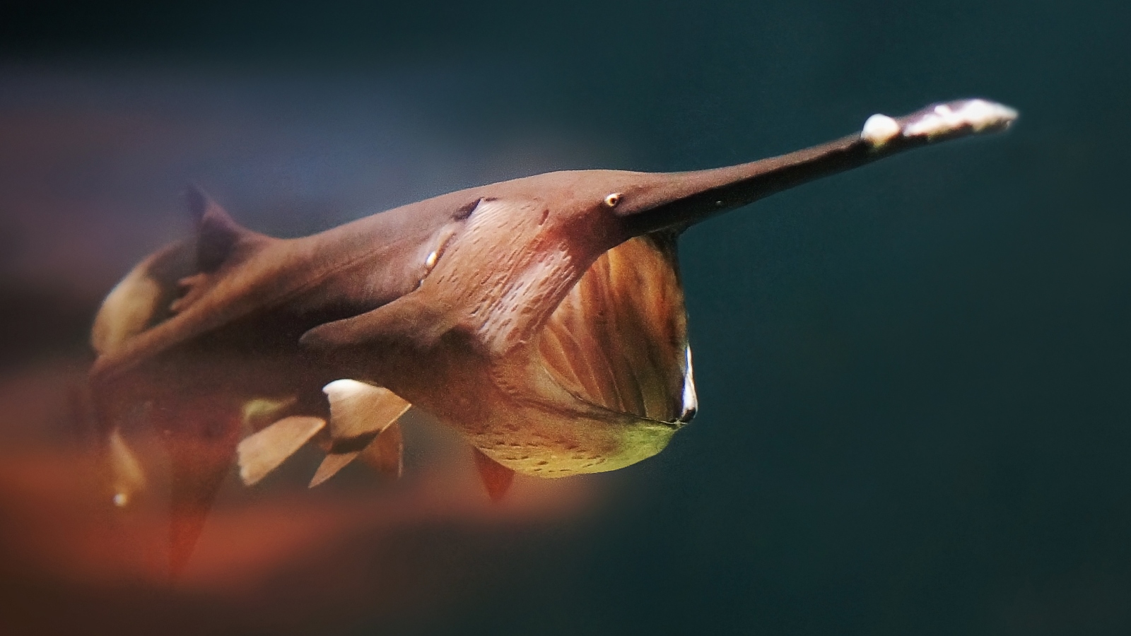 Paddlefish underwater with mouth open
