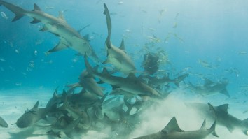 Fisherman Loses Red Snapper To Shark Feeding Frenzy Caught On Video Off Cape Canaveral