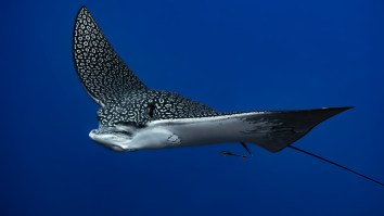 Rare Spotted Eagle Ray Rescued By Boaters After It Jumped Onto A Bridge And Got Stuck (Video)