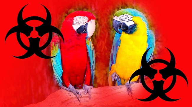 two parrots