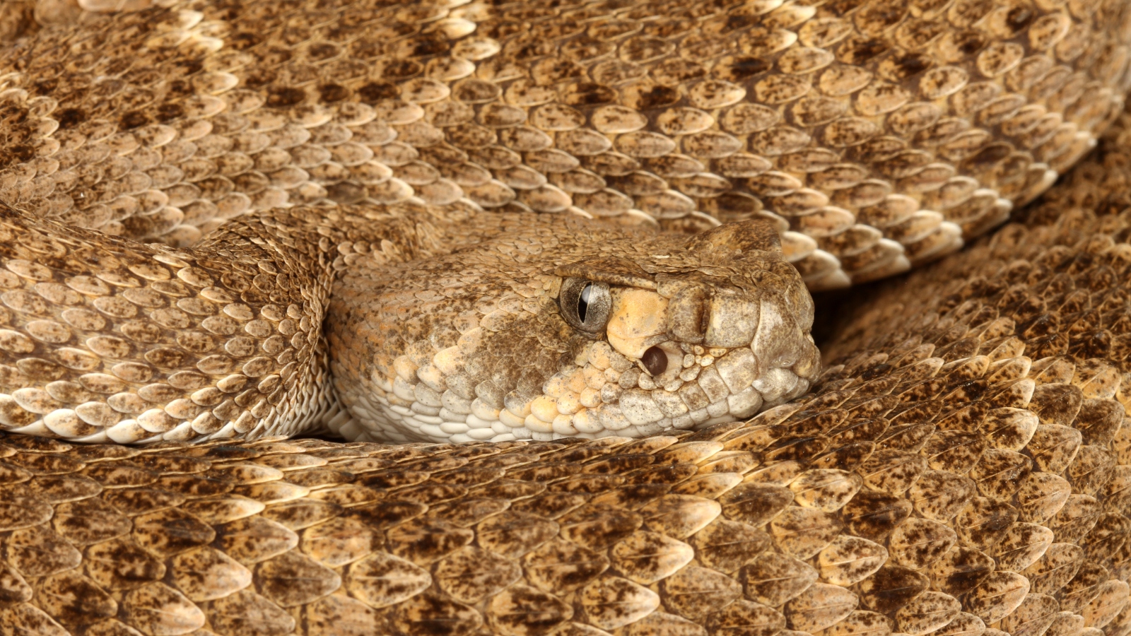 western diamondback rattlesnake close up