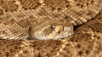 Colorado Officer Searching Car For Drugs Is Stunned To Find A Live Rattlesnake Instead (Bodycam Video)