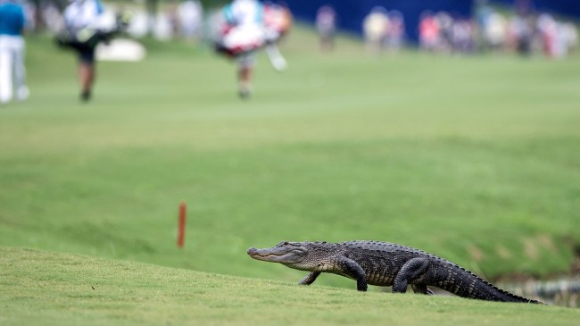 alligator at the Zurich Classic