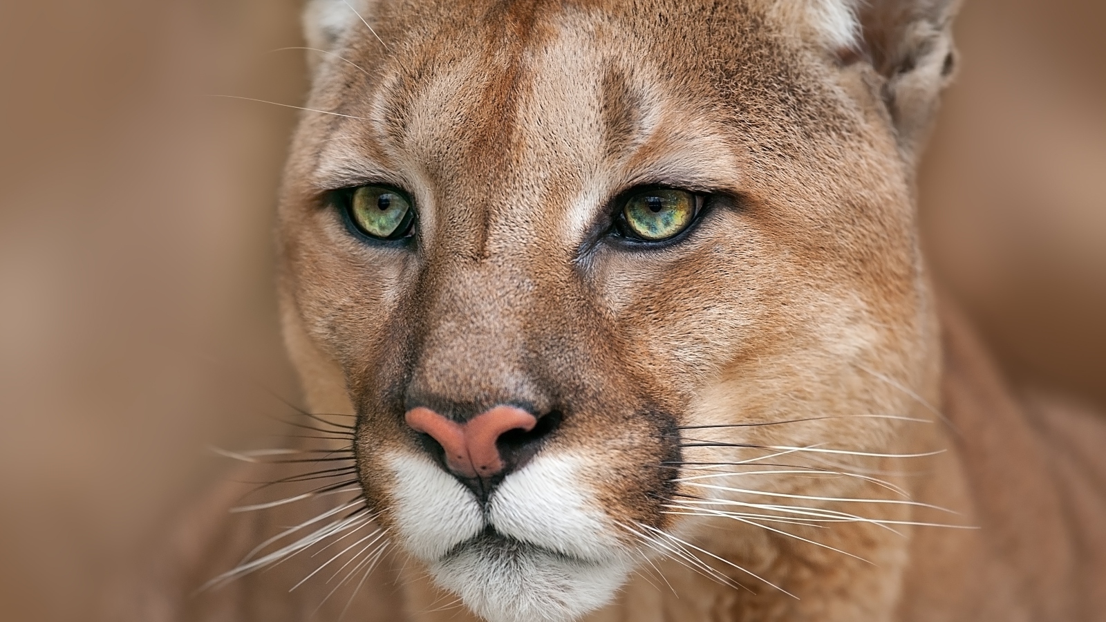 mountain lion face close up