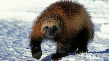 One Of North America’s Rarest Mammals Stuns Oregon Neighborhood By With Casual Mid-Day Appearance