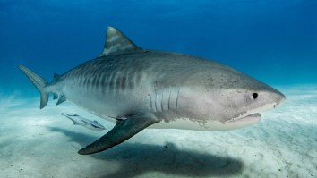 Kayak Fisherman Who Was Charged By A Tiger Shark Believes He’s Solved Why The Attack Occurred