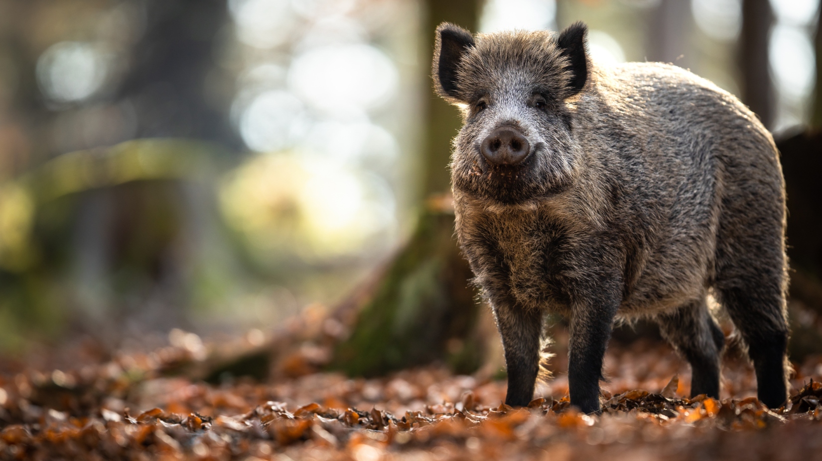 wild hog on the loose