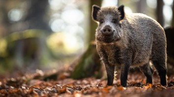 Utah Police Officer Goes Viral For His Perfect Tackling Form On A Pig That Got Loose And Was Running Wild