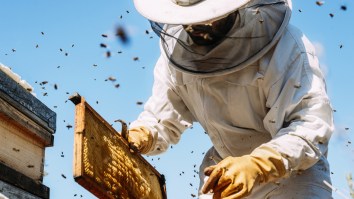 Beekeeper Ditches Son’s Tee Ball Game To Rescue MLB Contest From Bizarre Delay